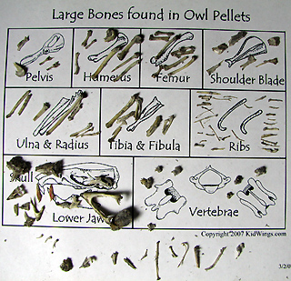 owl pellet