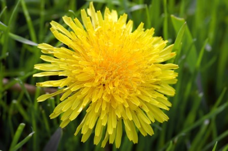 Dandelion 5